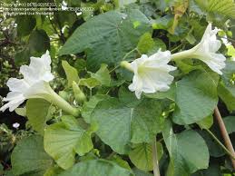 Image result for Ipomoea albivenia