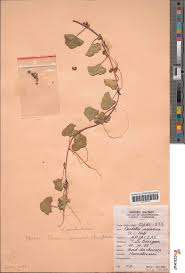 Image result for Merremia emarginata