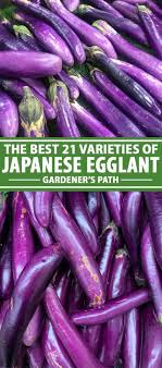 Using tongs or a spatula, turn them often and cook for only 1 to 2 minutes or until they. 21 Of The Best Japanese Eggplant Varieties Gardener S Path