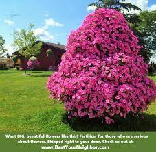 Our Petunia Tree Showing Off The Spectacular Results Of Being Fed Our Beat Your Neighbor All Purpose Fertilizer Plants Petunias Beautiful Gardens