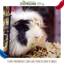 Innanzitutto la vitamina c'è molto importante, hanno bisogno di assumere circa 50/60 mg di vitamine. Come Prendersi Cura Del Porcellino D India Zoomiguana