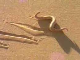 Snake In The Desert Snake Deserts Reptiles And Amphibians