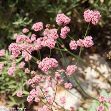 Image result for Eriosema erici-rosenii