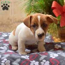 Puppies For Sale Under 500 Price Under 500 Greenfield Puppies Golden Retriever Mix Puppies Greenfield Puppies Puppies