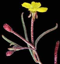 Image result for Onagraceae