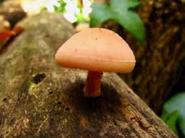 Ah yes, just what i don't need, more characters to neglect drawing! Monthly Mushroom Wrinkled Peach Rhodotus Palmatus Woodlands Co Uk
