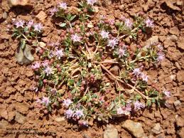 Image result for Bergia