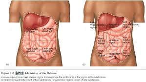 This slice however can be done at different angles with respect to the body. Terminology And The Body Plan