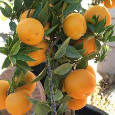 These orange fruit tree are customizable and available in all plant varieties. Chinotto Sour Orange Semi Dwarf Tree Sour Orange Orange Tree Orange