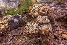 Image result for Selaginella dregei