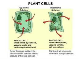 Plant cell shapes tend to be quite similar to each other because of their rigid cell wall. Why Do Plant Cell Causes Large Size Vacules Brainly In