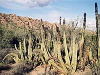 If you dump a cactus in arizona it's a felony. Cacti Of Arizona