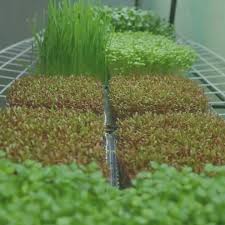 0 Likes 0 Comments Dahons Microgreens Dahonsmicrogreens On Instagram Do You Want To Grow Your Own Food At In 2020 Microgreens Grow Your Own Food Grow Your Own