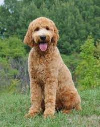 About Goldendoodles Swissridge Kennels
