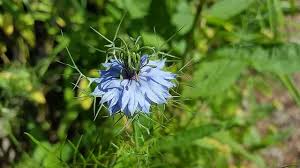 Чернушка посевная ингибирует фермент cyp3a4, хотя ученые предполагают, что это действие не настолько сильное или вообще отсутствует, если речь идет о пероральном приеме (противоречивые. Chernushka Sativa Svojstva Primenenie Recepty I Protivopokazaniya