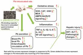 Its authorized share capital is rs. Lactobacillus Plantarum Lp33 Attenuates Pb Induced Hepatic Injury In Rats By Reducing Oxidative Stress And Inflammation And Promoting Pb Excretion Sciencedirect