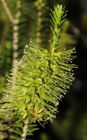 Image result for Melaleuca sp. A (Biegel 5741)