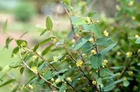 Image result for Andrachne