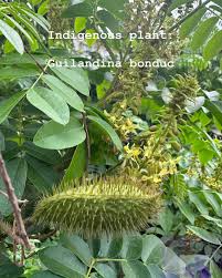 Image result for Uapaca nitida