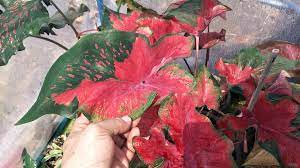 Maybe you would like to learn more about one of these? à¸— à¸²à¸§à¸« à¸£ à¸à¸žà¸™à¸²à¸ª à¸ Thailand Caladium Siam Facebook