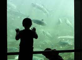 The fish ladder viewing area and historical administration building are closed until. Seattle District Missions Civil Works Locks And Dams Chittenden Locks Fish Ladder