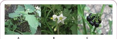 Image result for Solanum grossidentatum