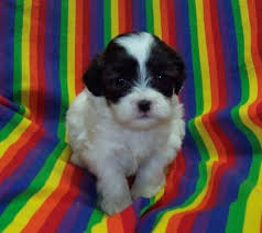 Maybe you would like to learn more about one of these? Teddy Bear Puppies Shichon For Sale Minnesota