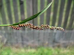 Image result for Echinochloa brevipedicellata