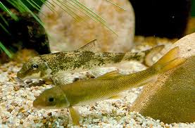 Image result for Pycreus nigricans