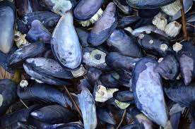 Image result for Paralytic Shellfish Poisoning