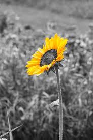 Black And White Picture With Color Accents On My Front Porch Looking In Black And White With Color Black And White Pictures Color Splash Photography Flowers Photography