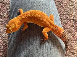 GFP leucistic axolotl looking to rehome, male 2 years old , has a 40 gallon  tank, live plants, a in tank cartridge filter, a skimmer filter, air pump  with 2 bubblers,and 3