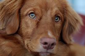 We have seen eyes change color from blue to brown at 10 weeks of age. Dogs With Green Eyes The Rarest Colour In The Canine World