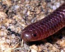 Http Digital Desert Com Wildlife Snakes 320 Western Blind Snake 2z Jpg This Is A Blind Snake Look How Cute It Is Snake Snake Scales Endangered Reptiles