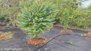 Image result for Phyllanthus gossweileri