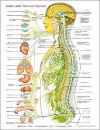 Want to learn more about it? 20 Nervous System Diagram For Kids Ideas Nervous System Diagram Nervous System Nervous