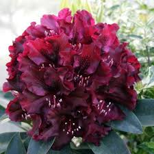 Rhododendron Hybrid Midnight Beauty Plants Flowers All Plants