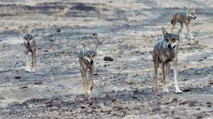 Animal resembling Indian Grey Wolf seen in Delhi after 80 years; here’s what experts say