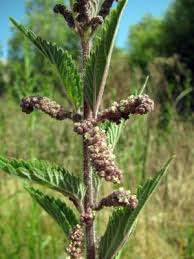 Image result for Urticaceae