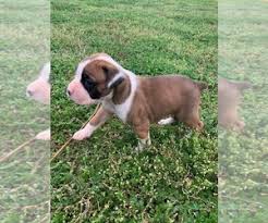 We did not find results for: View Ad Boxer Litter Of Puppies For Sale Near Georgia Royston Usa Adn 248465