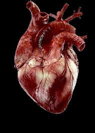 Real Healthy Human Heart Ae080ae83b9d4c8dac70dbbff00e4941 Jpg 500 700 Human Heart Drawing Human Heart Human Heart Anatomy Person ad, klewer se & runyan rb. real healthy human heart