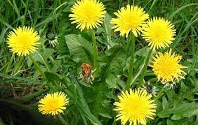 Namun, semakin banyak pengobatan penyakit batu ginjal tanpa perlu operasi. Herbal Dandelion