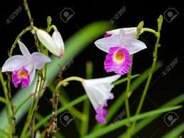 Image result for Thunbergia graminifolia
