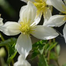 'anita' _ 'anita' is a vigorous, deciduous, perennial climber with pinnate. Anita Clematis Tangutica Anita Online Kaufen