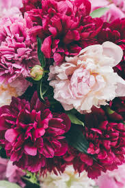 Visualizza altre idee su fiori, peonie rosa, composizioni floreali. Foto Peonie Immagini Peonie Da Scaricare Foto Stock Depositphotos