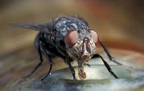 I imagine flies wouldn't be much different, although you'd have to eat a whole bunch of them to get any i've never seen or heard of anyone straight up eating flies, but to eat their larvae (maggots) is. Dqu1xe4gdtbalm