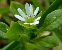 Click below on a thumbnail map or name for subspecies profiles. Stellaria Media Common Chickweed Seeds