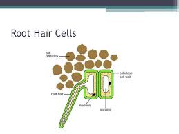 Plant root hair cell structure and function. Root Hair Cells And Water Transport