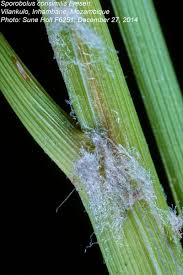 Image result for Sporobolus consimilis