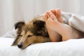 Noticeable weight loss is one of the major signs of canine lymphoma. Canine Lymphoma Stages Canine Lymphoma